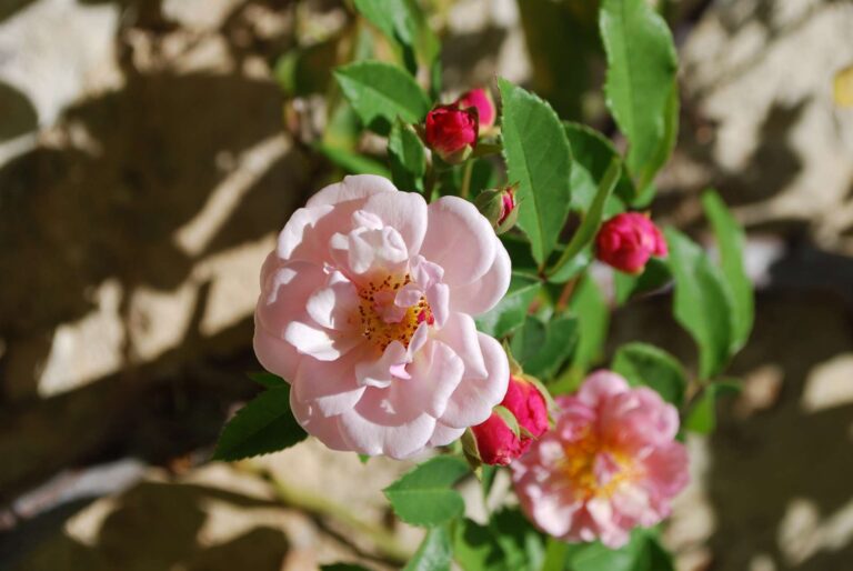 Close up of flowers