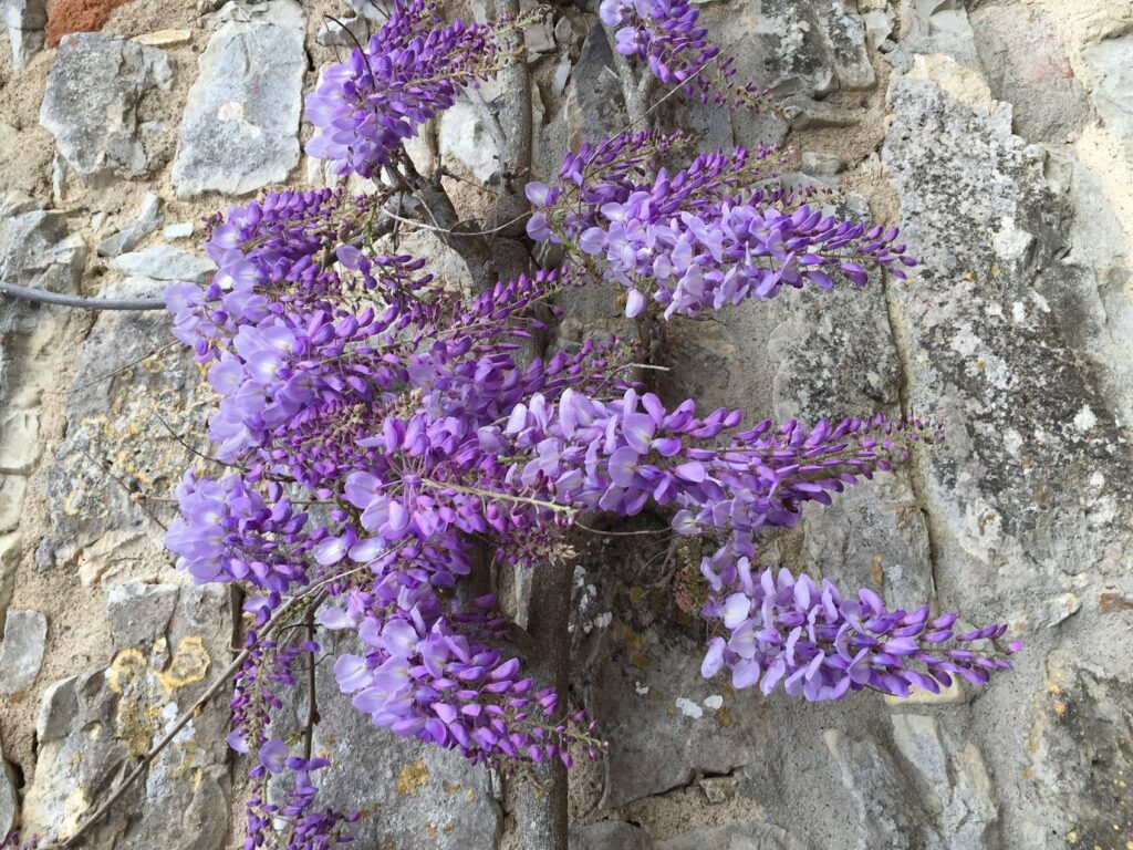 Close up of wisteria